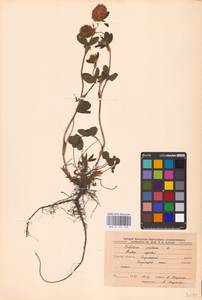 Trifolium pratense L., Eastern Europe, Central forest-and-steppe region (E6) (Russia)
