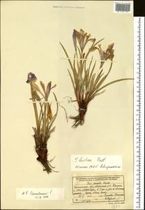 Iris lactea Pall., Siberia, Baikal & Transbaikal region (S4) (Russia)