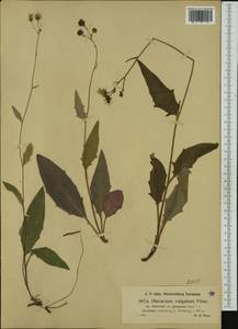 Hieracium lachenalii subsp. deductum (Sudre) Greuter, Western Europe (EUR) (Austria)