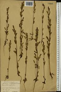 Gentianella amarella (L.) Börner, Eastern Europe, Moscow region (E4a) (Russia)