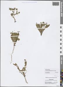 Centaurea bruguiereana subsp. belangeriana (DC.) Bornm., Middle Asia, Karakum (M6) (Turkmenistan)