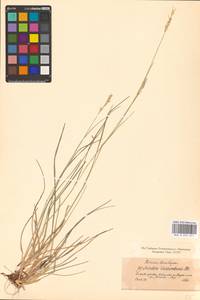 Danthonia decumbens (L.) DC., Eastern Europe, North-Western region (E2) (Russia)