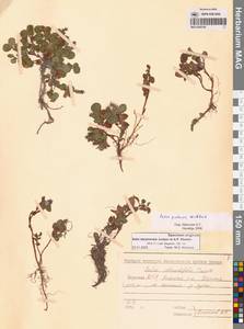 Salix darpirensis Jurtzev & A.P.Khokhr., Siberia, Yakutia (S5) (Russia)