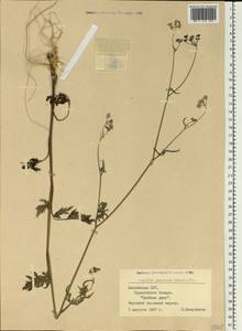 Torilis japonica (Houtt.) DC., Eastern Europe, Latvia (E2b) (Latvia)