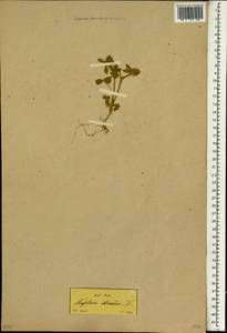 Trifolium stellatum L., South Asia, South Asia (Asia outside ex-Soviet states and Mongolia) (ASIA) (Turkey)