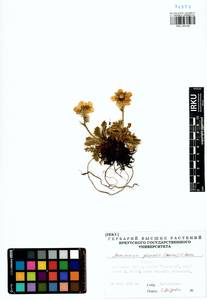 Geum glaciale Adams ex Fisch., Siberia, Yakutia (S5) (Russia)