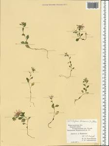 Callistephus chinensis (L.) Nees, Eastern Europe, Volga-Kama region (E7) (Russia)