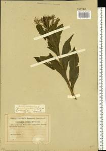 Senecio sarracenicus L., Eastern Europe, Lower Volga region (E9) (Russia)