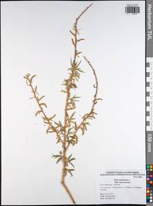 Salix babylonica L., Eastern Europe, Central region (E4) (Russia)