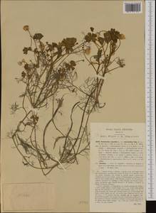 Ranunculus trichophyllus Chaix, Western Europe (EUR) (Italy)