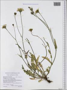 Crepis capillaris (L.) Wallr., Western Europe (EUR) (Portugal)
