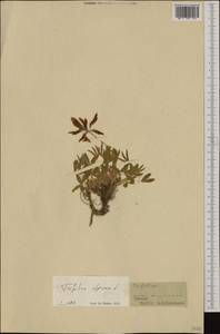 Trifolium alpinum L., Western Europe (EUR) (France)
