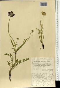 Scabiosa comosa Fisch. ex Roem. & Schult., Mongolia (MONG) (Mongolia)