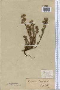 Frankenia hirsuta L., Middle Asia, Northern & Central Kazakhstan (M10) (Kazakhstan)
