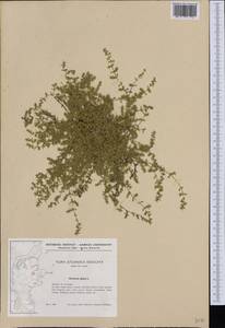 Herniaria glabra L., Western Europe (EUR) (Denmark)