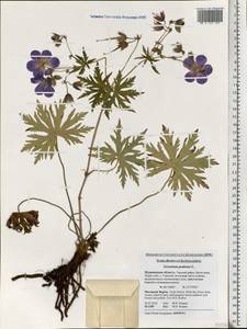 Geranium pratense L., Eastern Europe, Northern region (E1) (Russia)