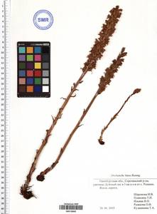 Orobanche lutea Baumg., Eastern Europe, Eastern region (E10) (Russia)