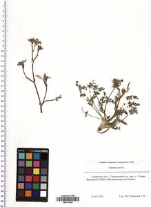 Carum carvi L., Eastern Europe, Middle Volga region (E8) (Russia)