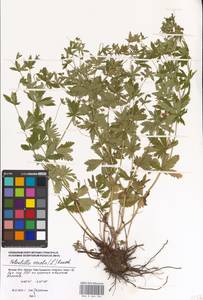 Potentilla erecta (L.) Raeusch., Eastern Europe, Moscow region (E4a) (Russia)