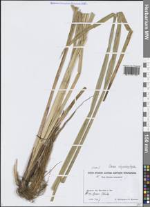 Carex utriculata Boott, Siberia, Russian Far East (S6) (Russia)