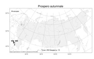 Prospero autumnale (L.) Speta, Atlas of the Russian Flora (FLORUS) (Russia)