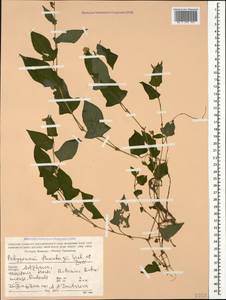 Persicaria thunbergii (Siebold & Zucc.) H. Gross, Caucasus, Georgia (K4) (Georgia)