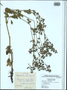 Potentilla intermedia L., Eastern Europe, Central region (E4) (Russia)