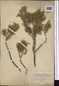 Juniperus semiglobosa Regel, Middle Asia, Pamir & Pamiro-Alai (M2) (Uzbekistan)