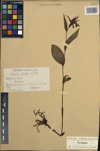 Epipactis helleborine subsp. helleborine, Caucasus, Armenia (K5) (Armenia)