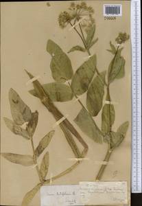 Sium latifolium L., Middle Asia, Muyunkumy, Balkhash & Betpak-Dala (M9) (Kazakhstan)