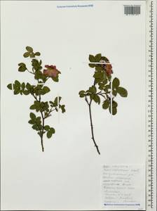 Rosa rubiginosa L., Caucasus, Black Sea Shore (from Novorossiysk to Adler) (K3) (Russia)