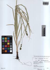 KUZ 002 692, Carex polyphylla, Siberia, Altai & Sayany Mountains (S2) (Russia)
