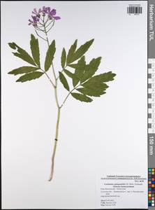 Cardamine quinquefolia (M.Bieb.) Schmalh., Eastern Europe, Central region (E4) (Russia)
