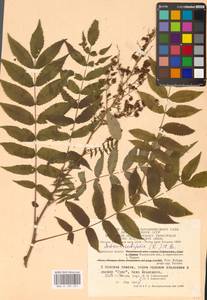 Sorbaria sorbifolia (L.) A.Braun, Eastern Europe, Central region (E4) (Russia)