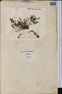 Astragalus monspessulanus, Western Europe (EUR) (Italy)