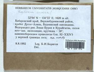 Schistochilopsis incisa (Schrad.) Konstant., Bryophytes, Bryophytes - Russian Far East (excl. Chukotka & Kamchatka) (B20) (Russia)