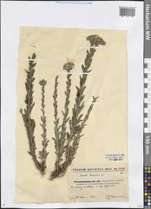 Linum hirsutum L., Eastern Europe, North Ukrainian region (E11) (Ukraine)