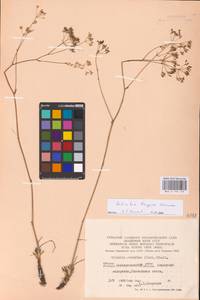 Palimbia turgaica Lipsky, Eastern Europe, Eastern region (E10) (Russia)