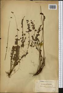 Nephrolepis cordifolia (L.) C. Presl, America (AMER) (Haiti)