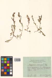 Polygonum fusco-ochreatum Kom., Siberia, Russian Far East (S6) (Russia)