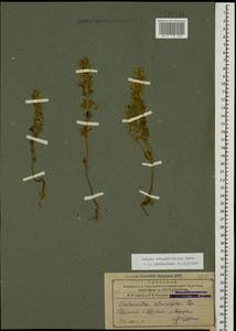 Clinopodium graveolens subsp. rotundifolium (Pers.) Govaerts, Caucasus, Armenia (K5) (Armenia)