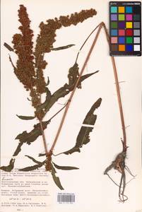 Rumex, Eastern Europe, Lower Volga region (E9) (Russia)