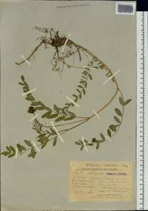Astragalus schelichowii Turcz., Siberia, Yakutia (S5) (Russia)