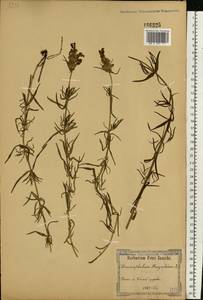 Dracocephalum ruyschiana L., Eastern Europe, North Ukrainian region (E11) (Ukraine)