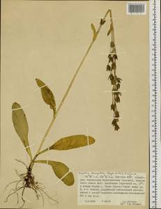 Swertia perennis subsp. stenopetala (Regel & Til.) Worosch., Siberia, Yakutia (S5) (Russia)