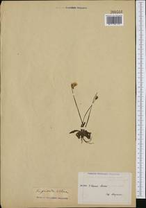 Pinguicula alpina L., Western Europe (EUR) (Not classified)
