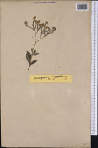 Heliotropium arborescens L., America (AMER) (Not classified)