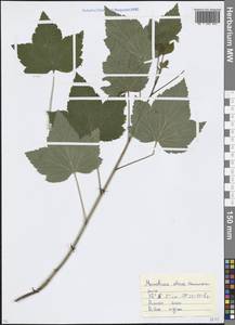 Ribes nigrum L., Eastern Europe, Moscow region (E4a) (Russia)