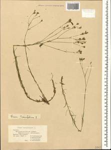 Linum tenuifolium L., Caucasus, Georgia (K4) (Georgia)