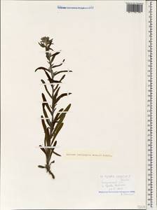 Anchusa leptophylla Roem. & Schult., Caucasus, Black Sea Shore (from Novorossiysk to Adler) (K3) (Russia)